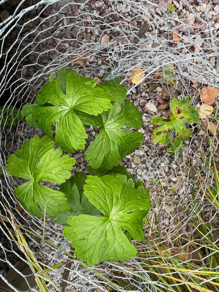 Plant name: Wild Geranium; Spotted Geranium Geranium maculatum 